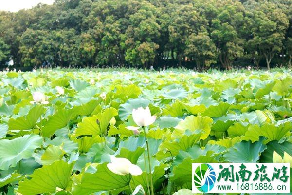 深圳春季去哪里踏青 深圳周末踏青好去处