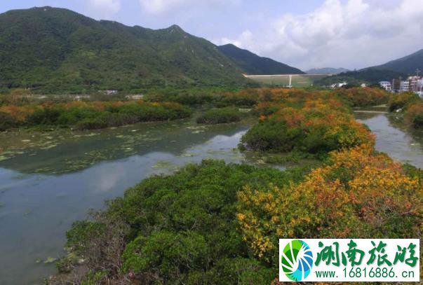 深圳有几个红树林公园 深圳红树林景点推荐