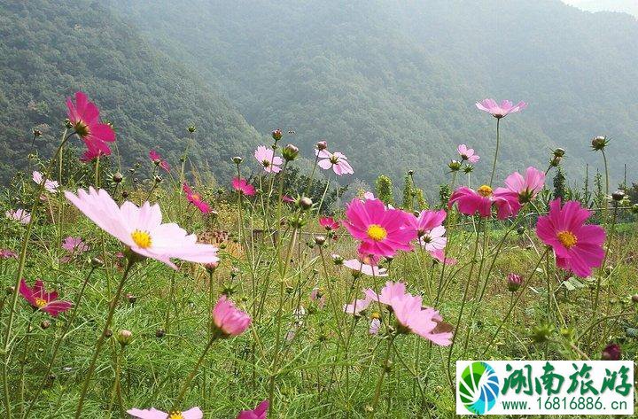 洛阳白云山风景区怎么去+交通指南