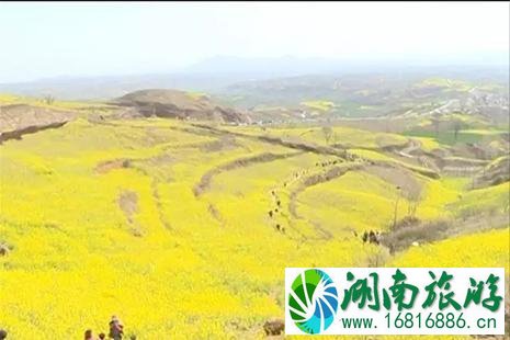 洛阳嵩县大坪乡油菜花地址