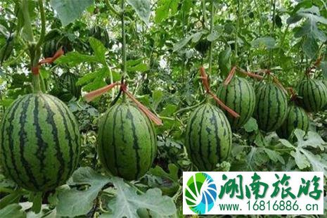 2022河南夏邑西瓜文化节 附活动内容