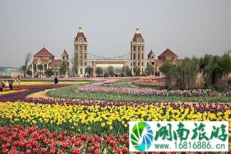 2022洛阳豪泽郁金香花海芍药花季4月26日开启