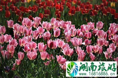 2022洛阳豪泽郁金香花海芍药花季4月26日开启