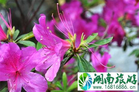 2022河南汝阳杜鹃花节4月20日开启