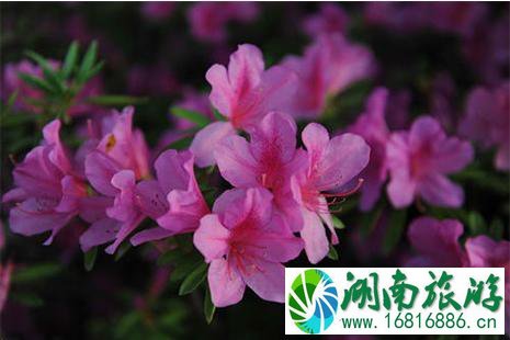 2022河南汝阳杜鹃花节4月20日开启