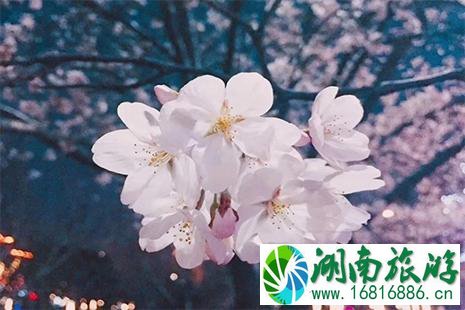 2022鹤壁樱花节4月2日开启 附活动时间安排+临时停车点