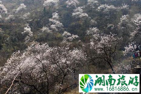 清明节河南适合去哪里旅游