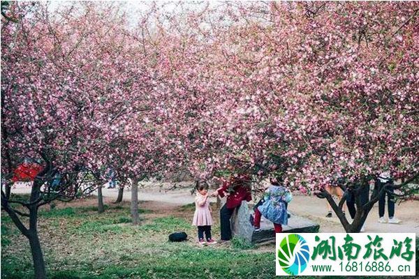 郑州春天赏花的地方推荐 郑州春天赏花攻略