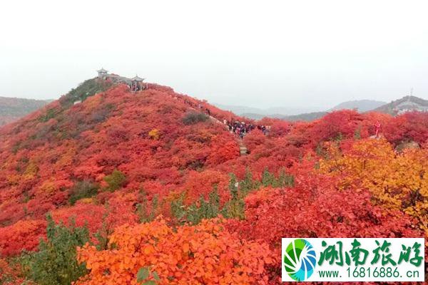 河南哪里有枫叶的景点附路线