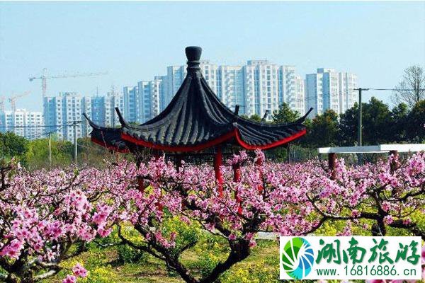 2021上海桃花什么时候开 上海赏桃花的地方