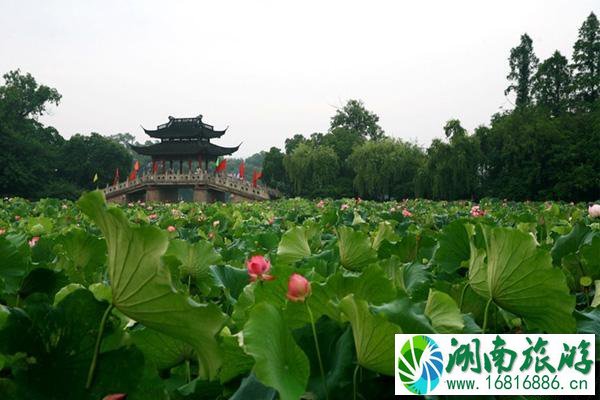 上海周边赏荷花的地方推荐