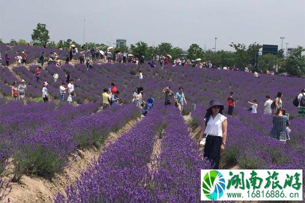 上海薰衣草节于5月19日开幕2020年 上海薰衣草节门票价格和活动攻略