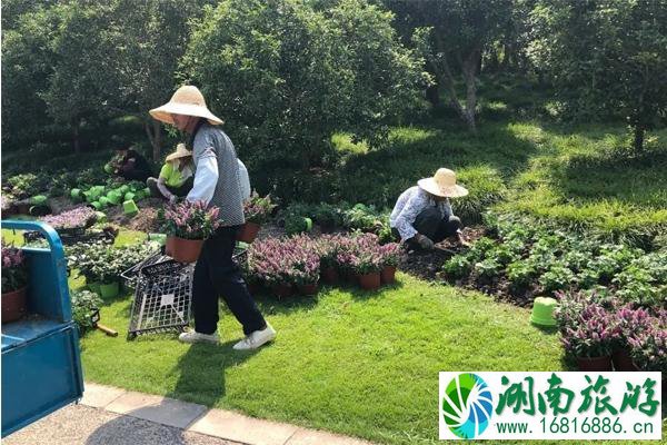 2020上海植物园秋季花展时间 上海植物园秋季花展门票和介绍