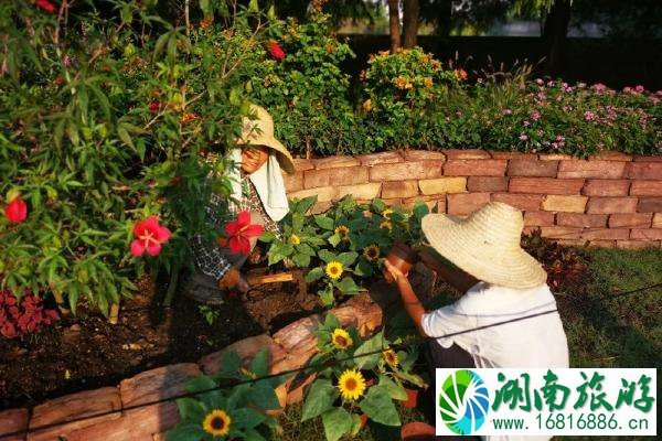 2020上海植物园秋季花展时间 上海植物园秋季花展门票和介绍