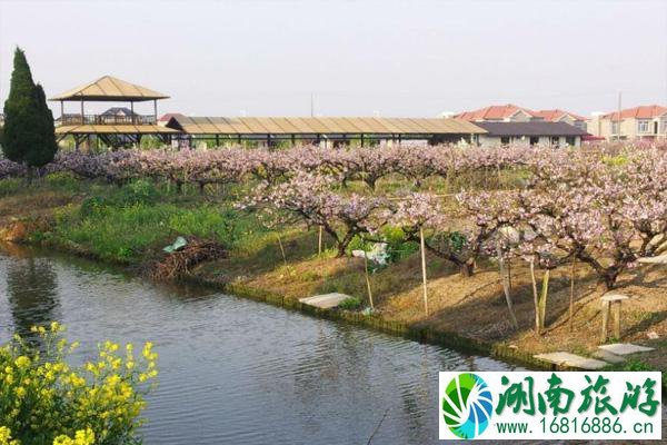 上海桃花节是几月几日2022年 附赏花路线