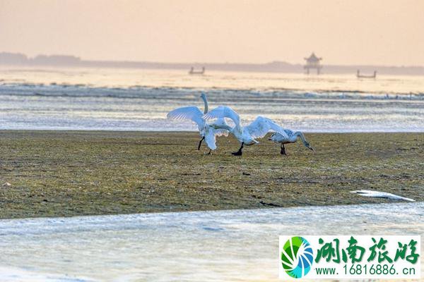 上海金山城市沙滩游玩攻略