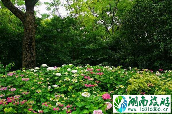 上海共青森林公园端午节芳香植物展 疫情后游玩指南