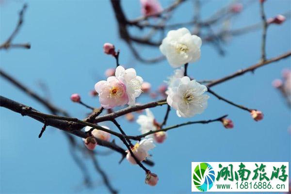 上海梅花节2020最佳观赏时间 上海梅花开了