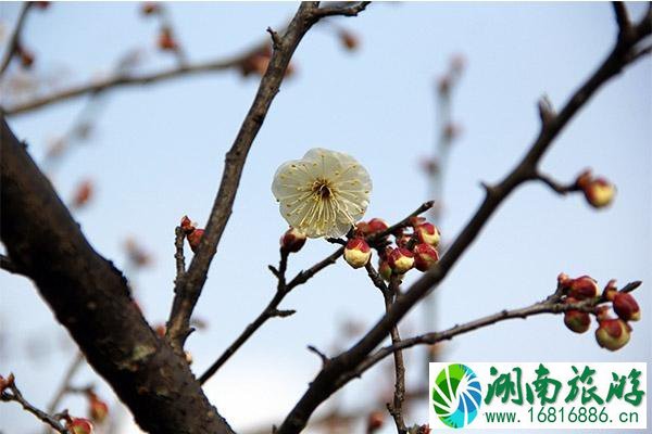 上海梅花节2020最佳观赏时间 上海梅花开了